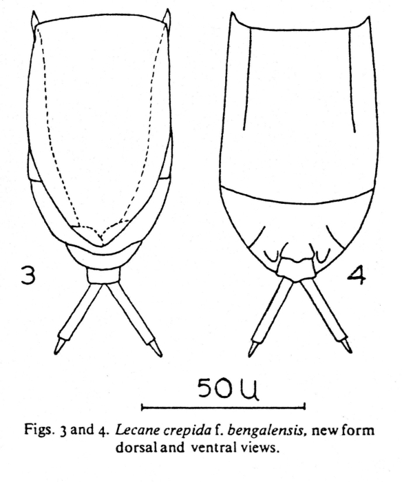Lecane crepida var. bengalensis - Original description image