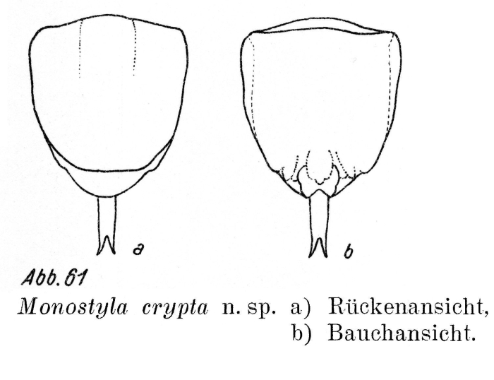 Lecane crypta - Original description image