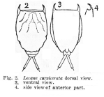 Lecane curvicerata - Original description image
