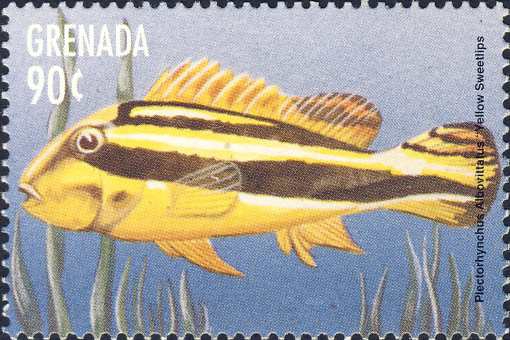 Plectorhinchus albovittatus Plectorhinchus albovittatus