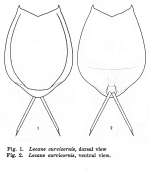 Lecane curvicornis