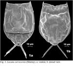 Lecane curvicornis