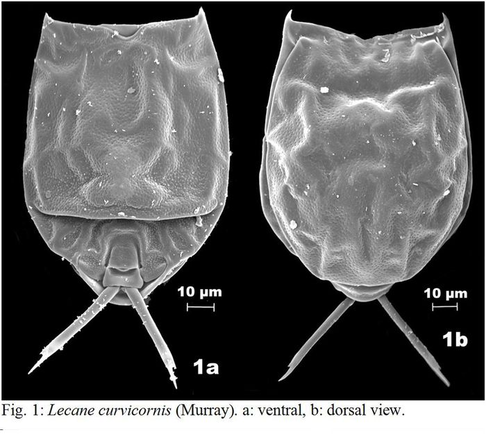 Lecane curvicornis Lecane curvicornis
