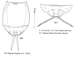 Lecane curvicornis
