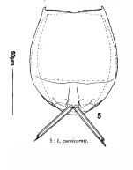 Lecane curvicornis