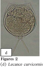 Lecane curvicornis