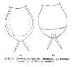 Lecane curvicornis