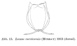 Lecane curvicornis
