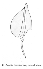 Lecane curvicornis