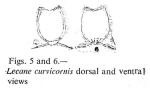 Lecane curvicornis