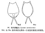 Lecane curvicornis