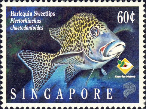 Plectorhinchus chaetodonoides Plectorhinchus chaetodonoides