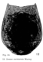 Lecane curvicornis