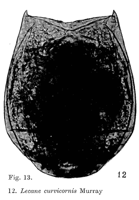 Lecane curvicornis Lecane curvicornis