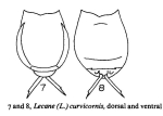 Lecane curvicornis