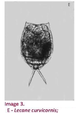Lecane curvicornis