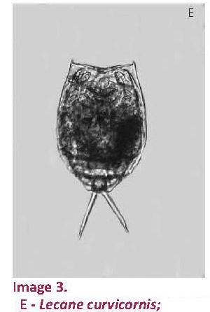 Lecane curvicornis Lecane curvicornis