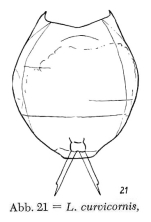 Lecane curvicornis