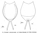 Lecane curvicornis