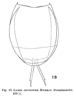 Lecane curvicornis