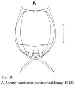 Lecane curvicornis