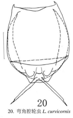 Lecane curvicornis