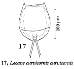 Lecane curvicornis