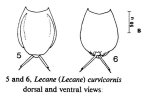 Lecane curvicornis