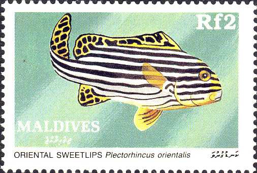 Plectorhinchus orientalis