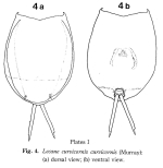 Lecane curvicornis