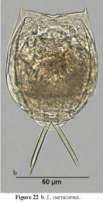 Lecane curvicornis