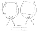 Lecane curvicornis