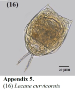 Lecane curvicornis