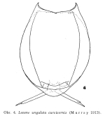 Lecane curvicornis