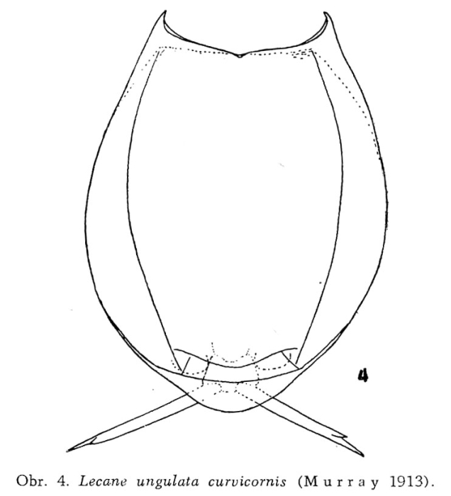 Lecane curvicornis Lecane curvicornis