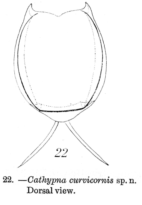 Lecane curvicornis - Original description image