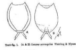 Lecane curvicornis f. acronycha