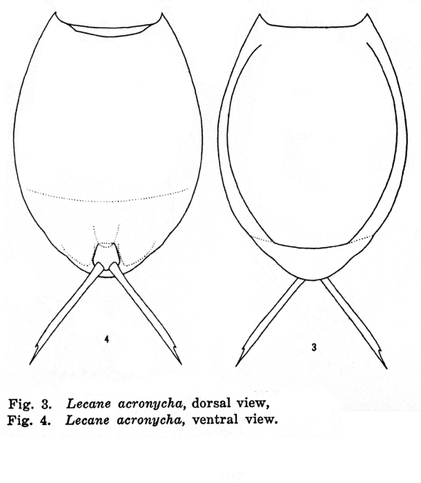 Lecane curvicornis f. acronycha - Original description image