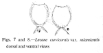 Lecane curvicornis var. miamiensis