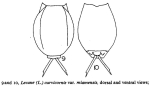 Lecane curvicornis var. miamiensis