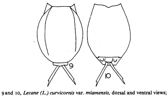 Lecane curvicornis var. miamiensis Lecane curvicornis var. miamiensis