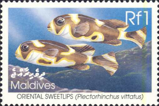Plectorhinchus vittatus Plectorhinchus vittatus