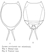 Lecane curvicornis var. miamiensis - Original description image
