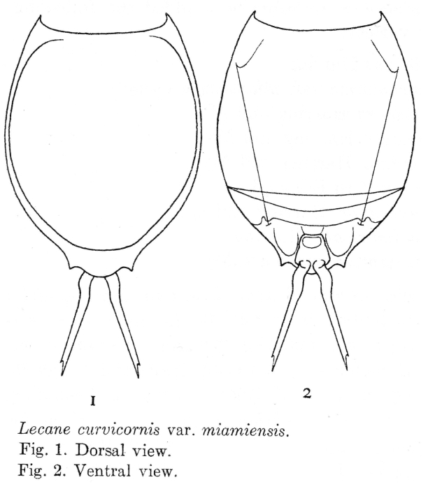 Lecane curvicornis var. miamiensis - Original description image