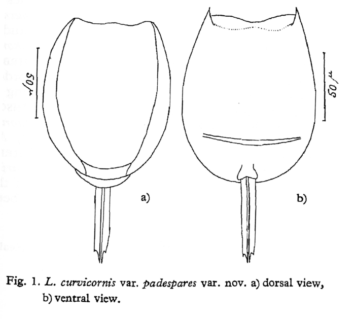 Lecane curvicornis var. padespares - Original description image