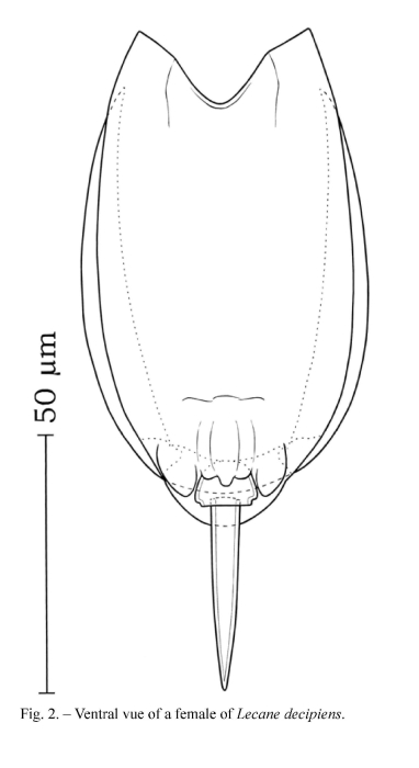 Lecane decipiens