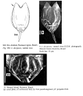 Lecane decipiens
