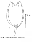Lecane decipiens