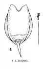 Lecane decipiens