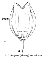 Lecane decipiens